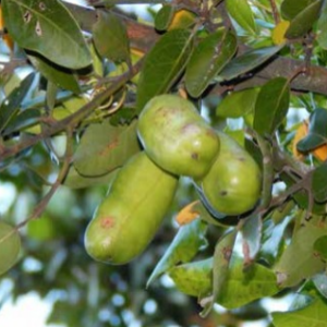 Coilera