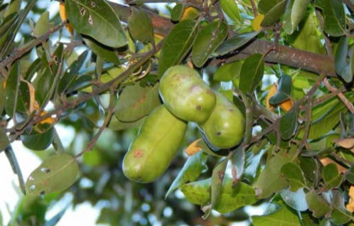 Coilera