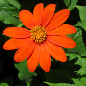 Tithonia (Girasol Mexicano)