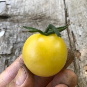 Tomate Cherry Blanco
