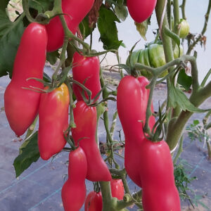 Tomate Pink Fang