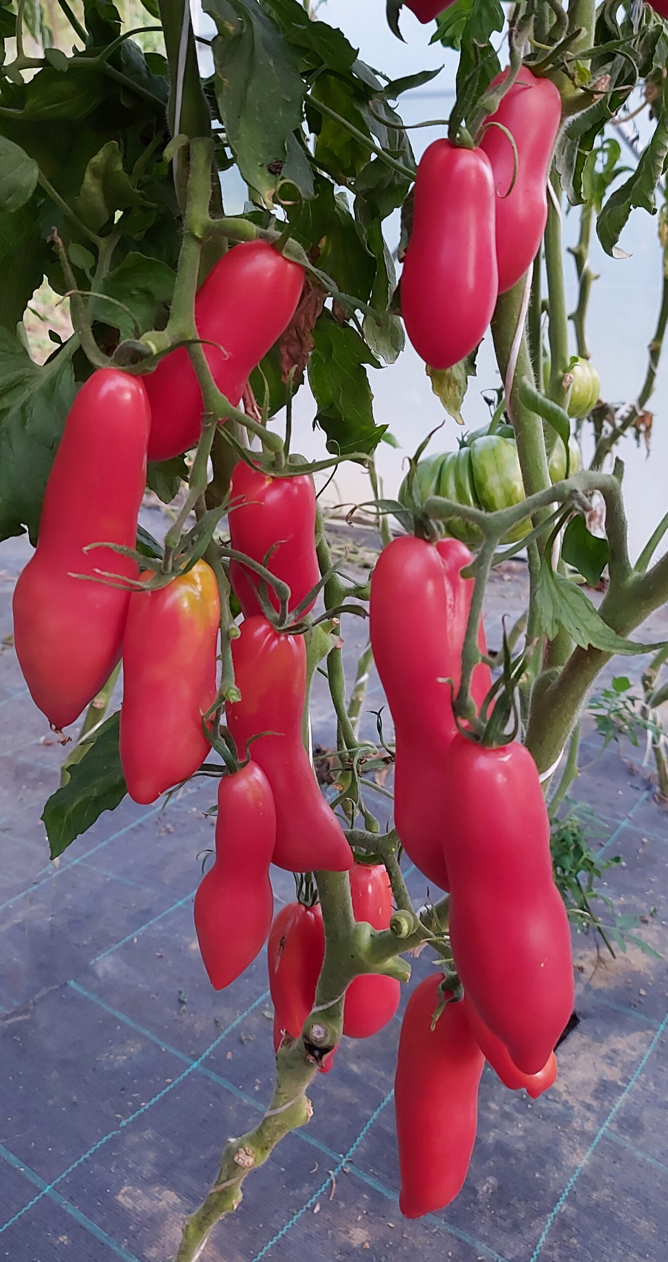 Tomate Pink Fang