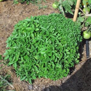 Albahaca Griega