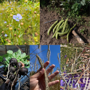 Pack Otoño: Regeneracion De Suelo