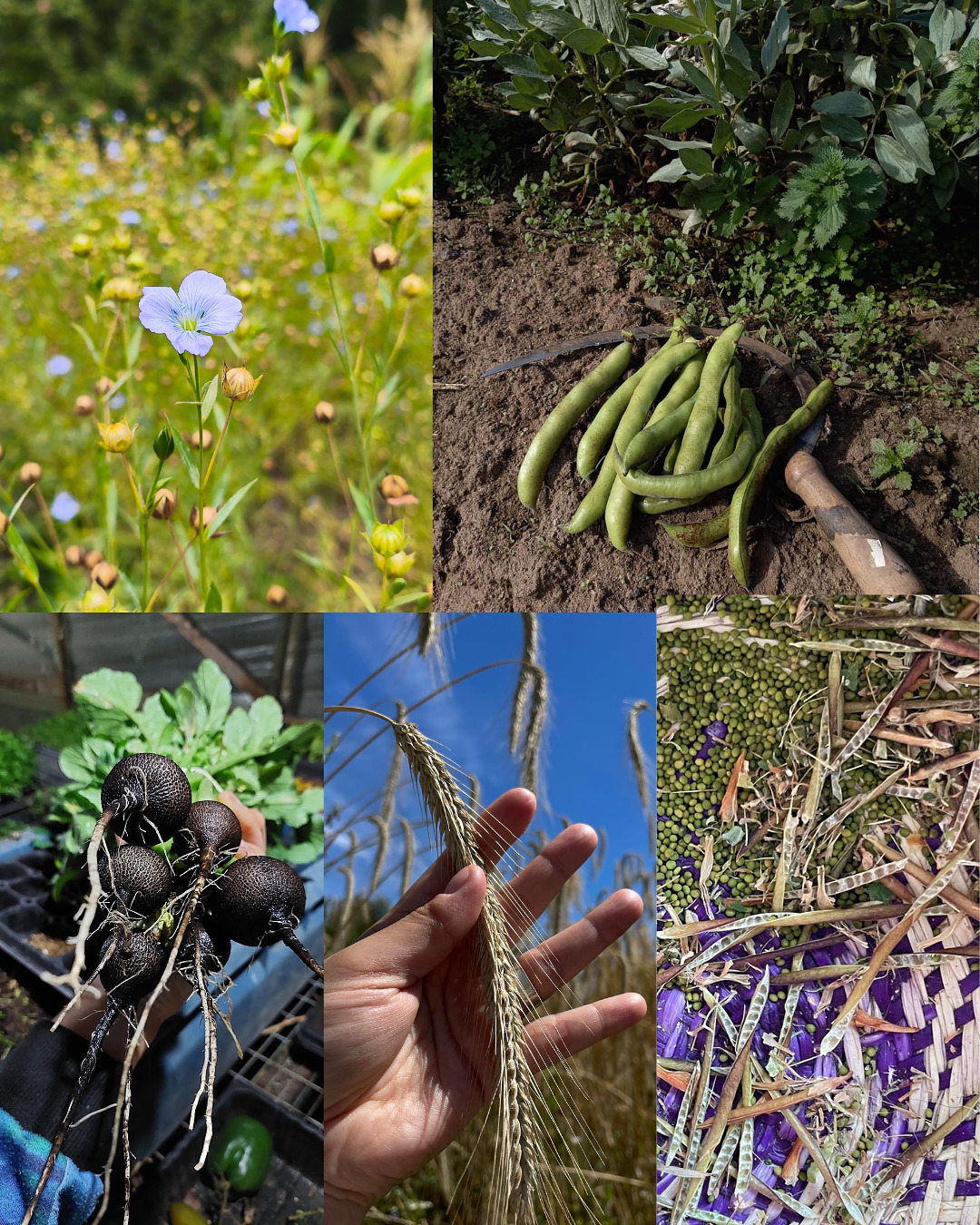 Pack Otoño: Regeneracion De Suelo
