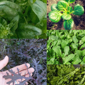 Pack Hojas Frescas Para El Invierno