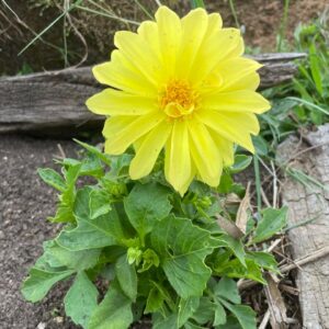 Dalia Enana Amarilla