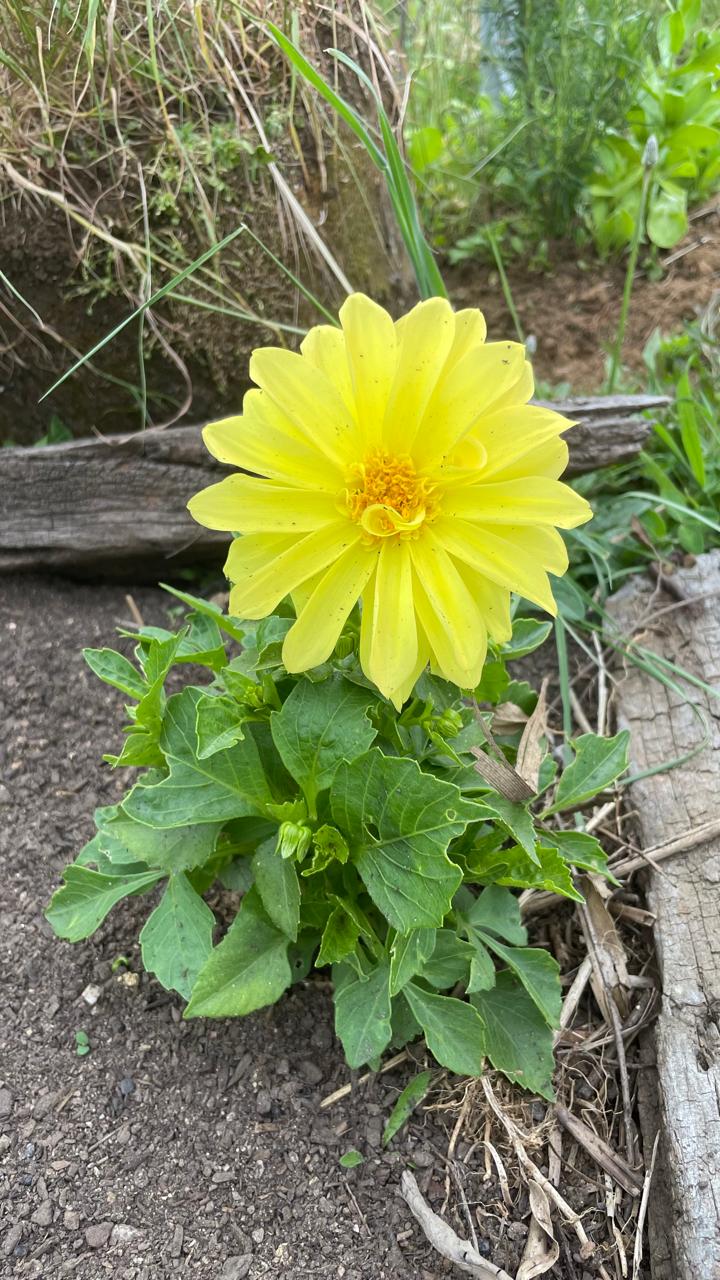 Dalia Enana Amarilla