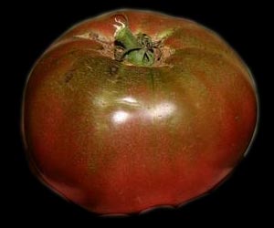 Tomate Cherokee Purple