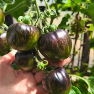 Tomate Big Black Russian