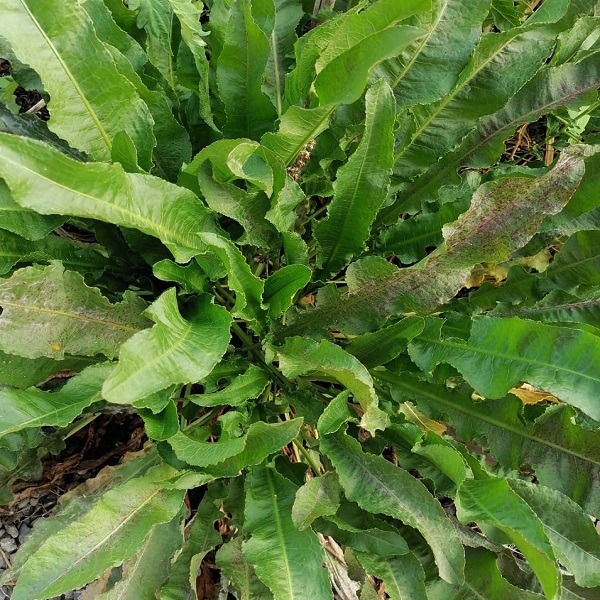 Acedera Hoja Larga