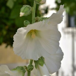 Malva Real Blanca