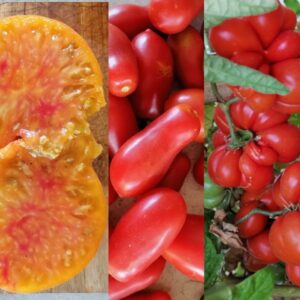 Tomate Mix