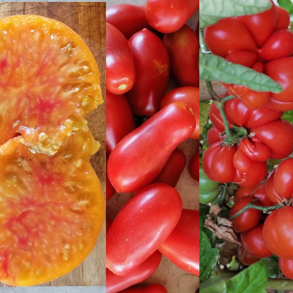 Tomate Mix