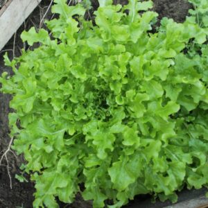 Lechuga Diente De León