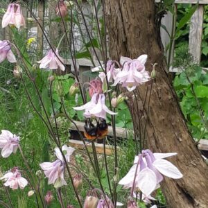 Aquilegia Rosada
