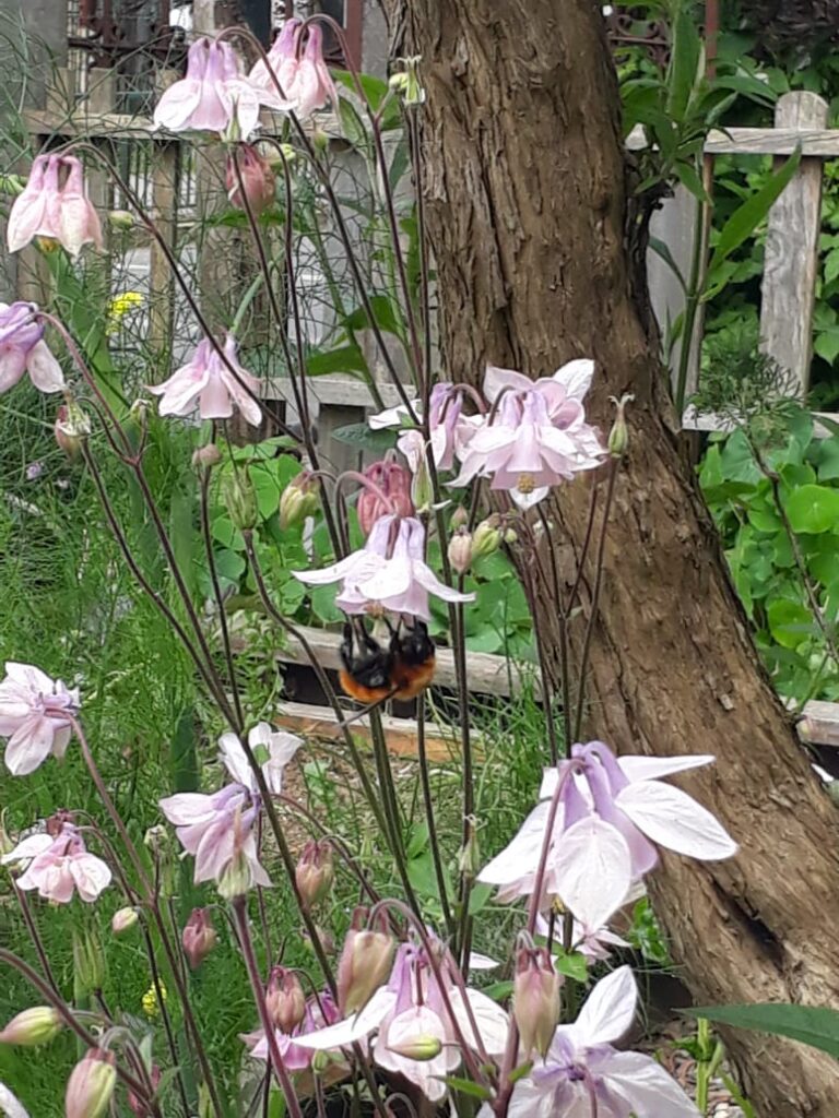 Aquilegia Rosada