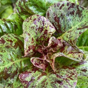 Lechuga Pecosa