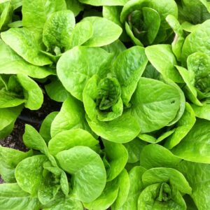 Lechuga Costina