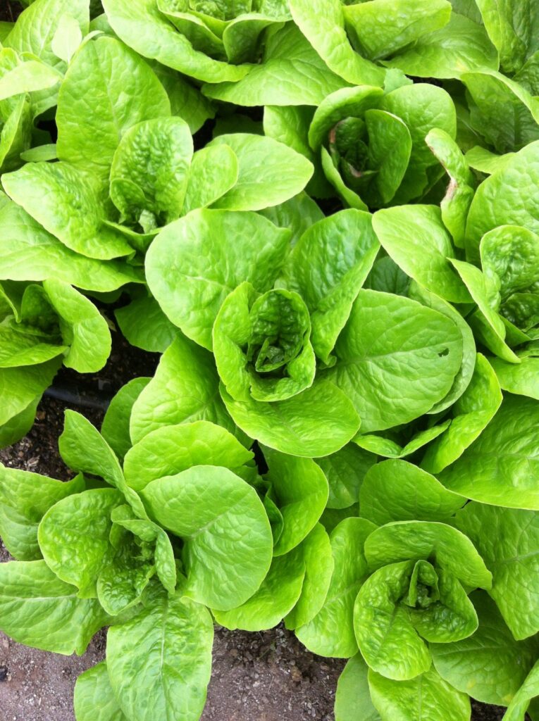 Lechuga Costina