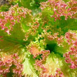 Lechuga Lollo Bionda