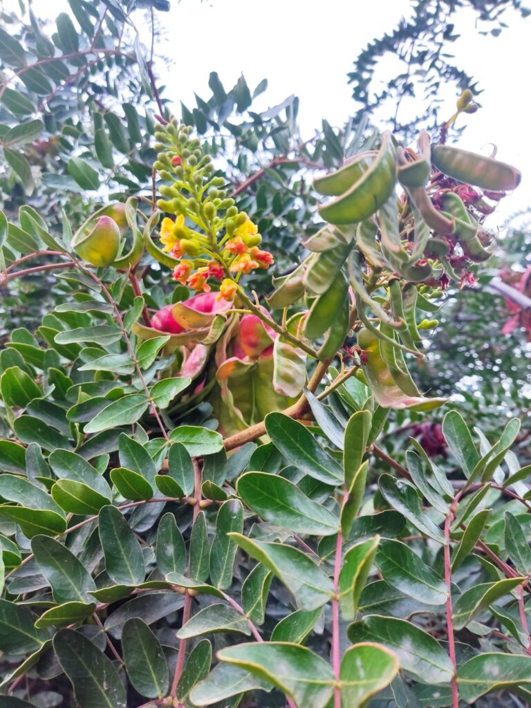 Tara