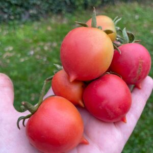 Tomate Ramallet