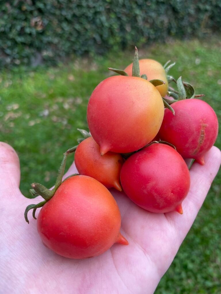 Tomate Ramallet