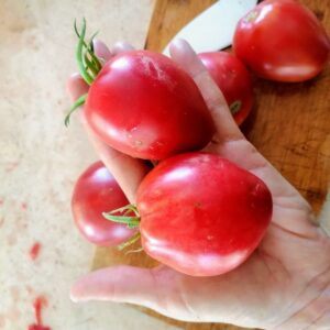 Tomate Corazoncito Rosado
