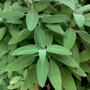 Salvia