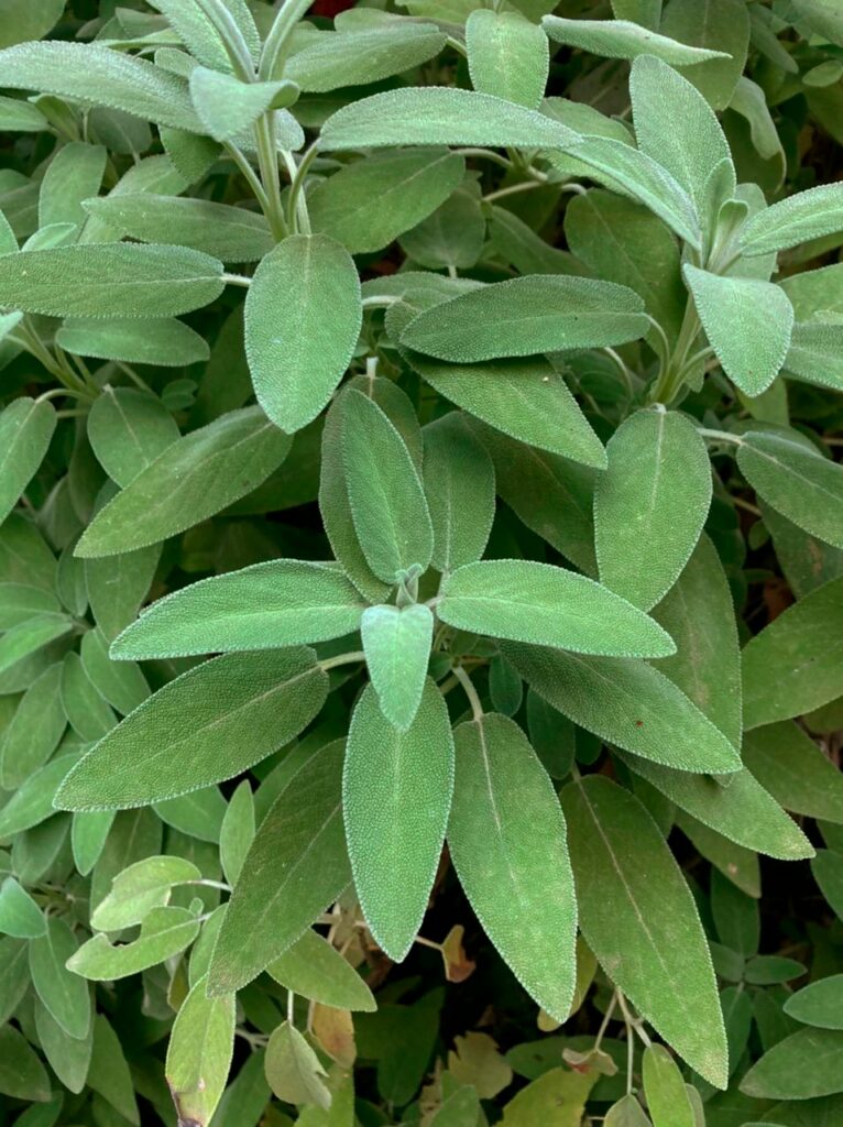 Salvia
