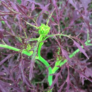 Mizuna Púrpura