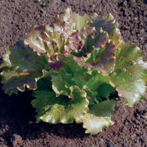 Lechuga Magenta