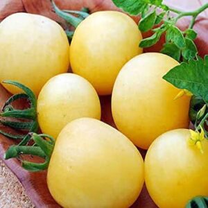 Tomate Wepsi
