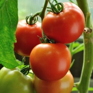 Tomate Money Maker
