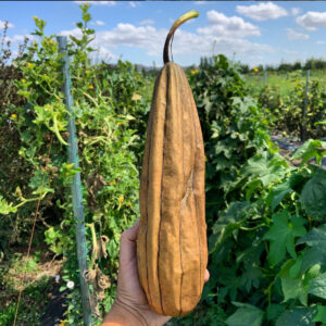 Luffa