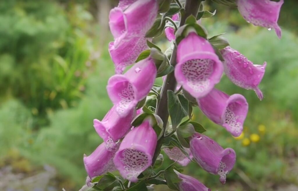 Dedalera