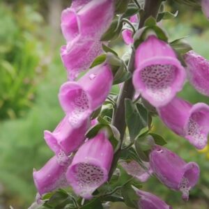 Dedalera