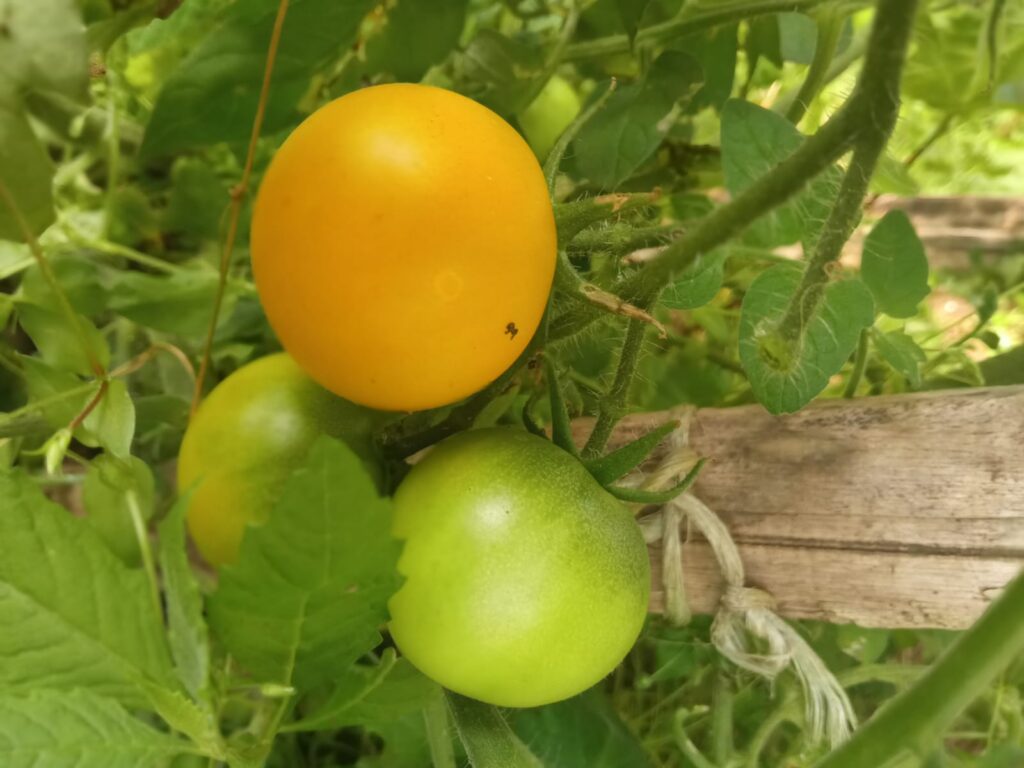 Tomate Amarillo De Huar