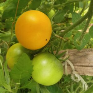 Tomate Amarillo De Huar