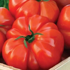 Tomate Beef Steak
