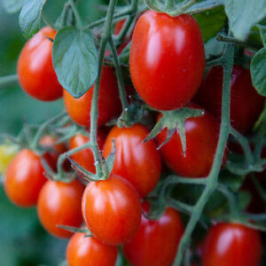 Tomate Cherry Uva Rojo