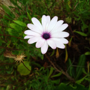 Margarita Africana