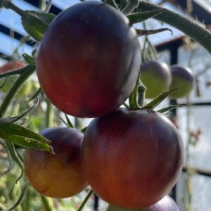Tomate Bosque Azul