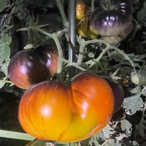 Tomate Sart Roloise