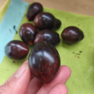 Tomate Teclas Negras