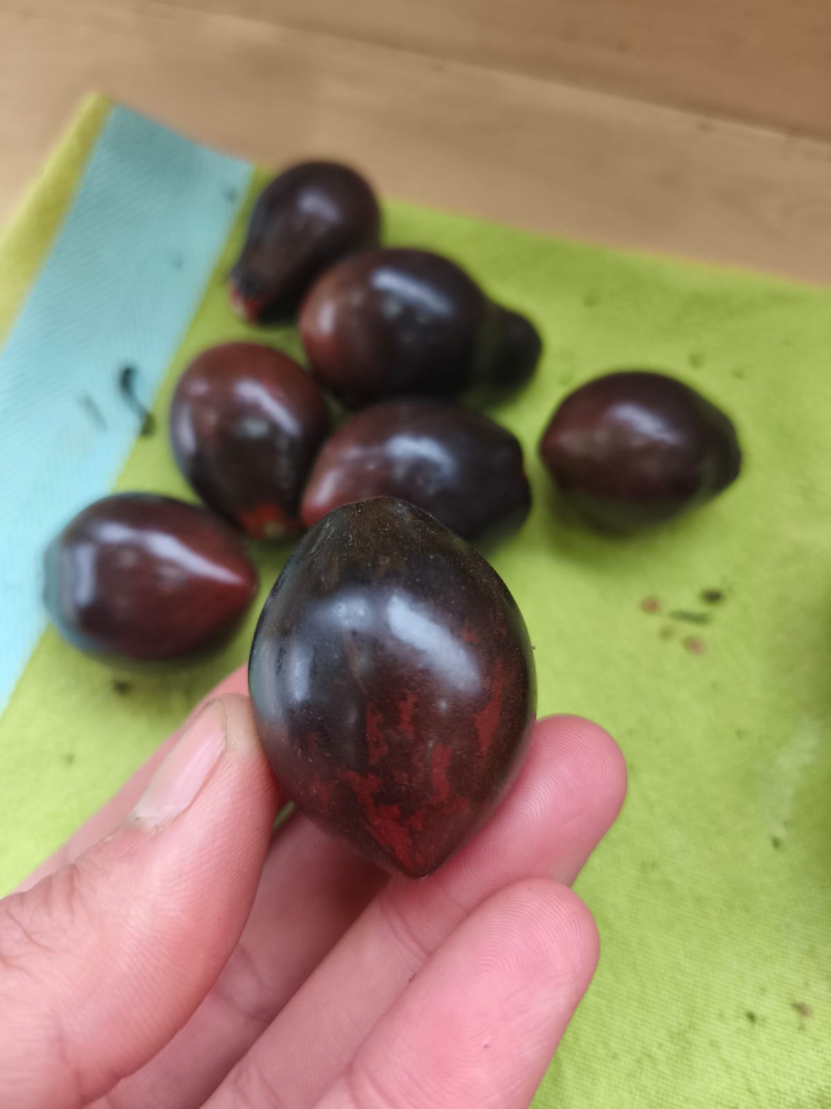 Tomate Teclas Negras