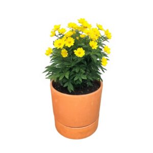 Maceta Autoriego Modula 25cm