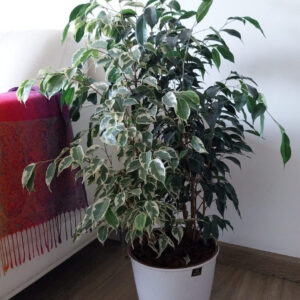 Ficus Benjamina Mixto Macetero Zaia 26 cm Blanco