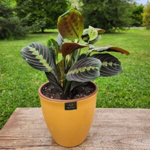 Maranta Colgante con Maceta Zafiro 17cm Mostaza